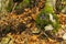 Camouflaged trail camera hidden on a tree under green moss in autumn nature