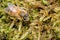 Camouflaged Western Honey Bee resting on green foliage in a garden