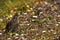 Camouflaged Wild Grouse Bird