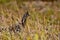 Camouflaged Wild Grouse Bird