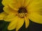 Camouflaged yellow crab spider mimics yellow daisy to catch prey