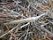 Camouflaging slant faced grasshopper in macro