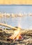 Camp fire at the body of water with dry reeds at the shore