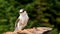 Camp Robber Stellers Jay Clark`s Nutcrack Bird Wild Animal Wildlife