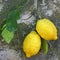 campania lemons pictures