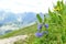 Campanula alpina bellflower