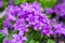 Campanula americana or American bellflower, spring lilac flower for garden and decoration
