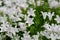 Campanula americana or American bellflower, spring white flower for garden and decoration