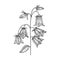 Campanula bell flower sketch engraving vector