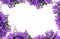 Campanula, bellflower background