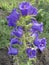 Campanula (bellflower) blue flowers