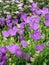 Campanula, bellflower perennial plants