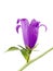 Campanula or bellflowers isolated