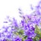 Campanula bellflowers on white background