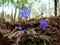 Campanula blue bellflower in forest
