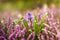 Campanula bud among Loosestrife flowers