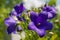 Campanula Carpatica Flowers