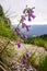Campanula carpatica, Purple bell flowers with morning dew droplets on them, in Bucegi Carpathian mountains, Romania