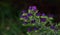 Campanula cervicaria violet flower in a dark background