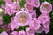 Campanula champion pink, Canterbury Bells, or Bellflower in the spring or summer garden. Close-up of bell-shaped flowers.