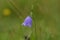 Campanula cochleariifolia in alps