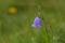 Campanula cochleariifolia in alps