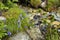 Campanula cochleariifolia also Campanula cochlearifolia, common name earleaf bellflower or fairy`s-thimble