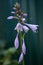 Campanula cochleariifolia  common names: earleaf bellflower, fairy`s-thimble