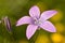 Campanula flower
