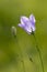 Campanula flower bells