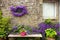 Campanula flowers on granite house wall