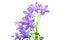 Campanula flowers isolated