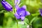 Campanula Flowers On A Meadow. Spring bell flowers close up