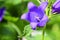 Campanula Flowers On A Meadow. Spring bell flowers close up