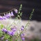 Campanula flowers, square close up