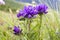 Campanula glomerata, clustered bellflower, Dane`s blood bell flowers in bloom