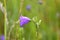 Campanula hispanica flower detail in green grass meadow next to path.