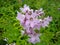 Campanula lactiflora `Loddon Anna`