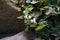 Campanula lanata, Campanulaceae