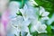 Campanula latifolia alba giant bellflower white plant. Is Latin for