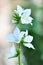 Campanula latifolia alba giant bellflower white plant. Is Latin for