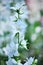 Campanula latifolia alba giant bellflower white plant. Is Latin for