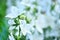 Campanula latifolia alba giant bellflower white plant. Is Latin for