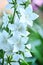 Campanula latifolia alba giant bellflower white plant. Is Latin for