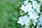 Campanula latifolia alba giant bellflower white plant. Is Latin for