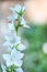 Campanula latifolia alba giant bellflower white plant. Is Latin for