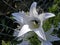 Campanula latifolia alba of white color, bee of honney close up