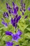 Campanula latifolia, the giant bellflower blooming in the meadow on a sunny summer day