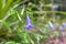 Campanula like light blue flower in the jungle, Amazonia, French Guiana