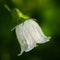 Campanula, little bellflower